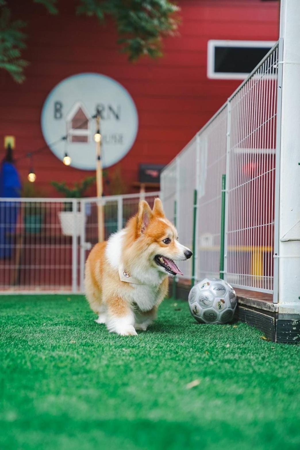 Вілла Barn House Pet Friendly Pong Talong Екстер'єр фото